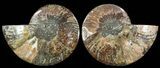 Cut & Polished Ammonite Fossil - Agatized #69014-1
